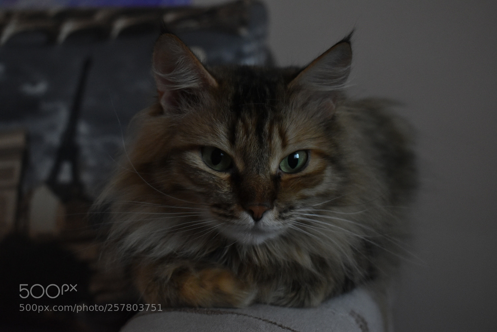 Nikon D5600 sample photo. Untitled photography