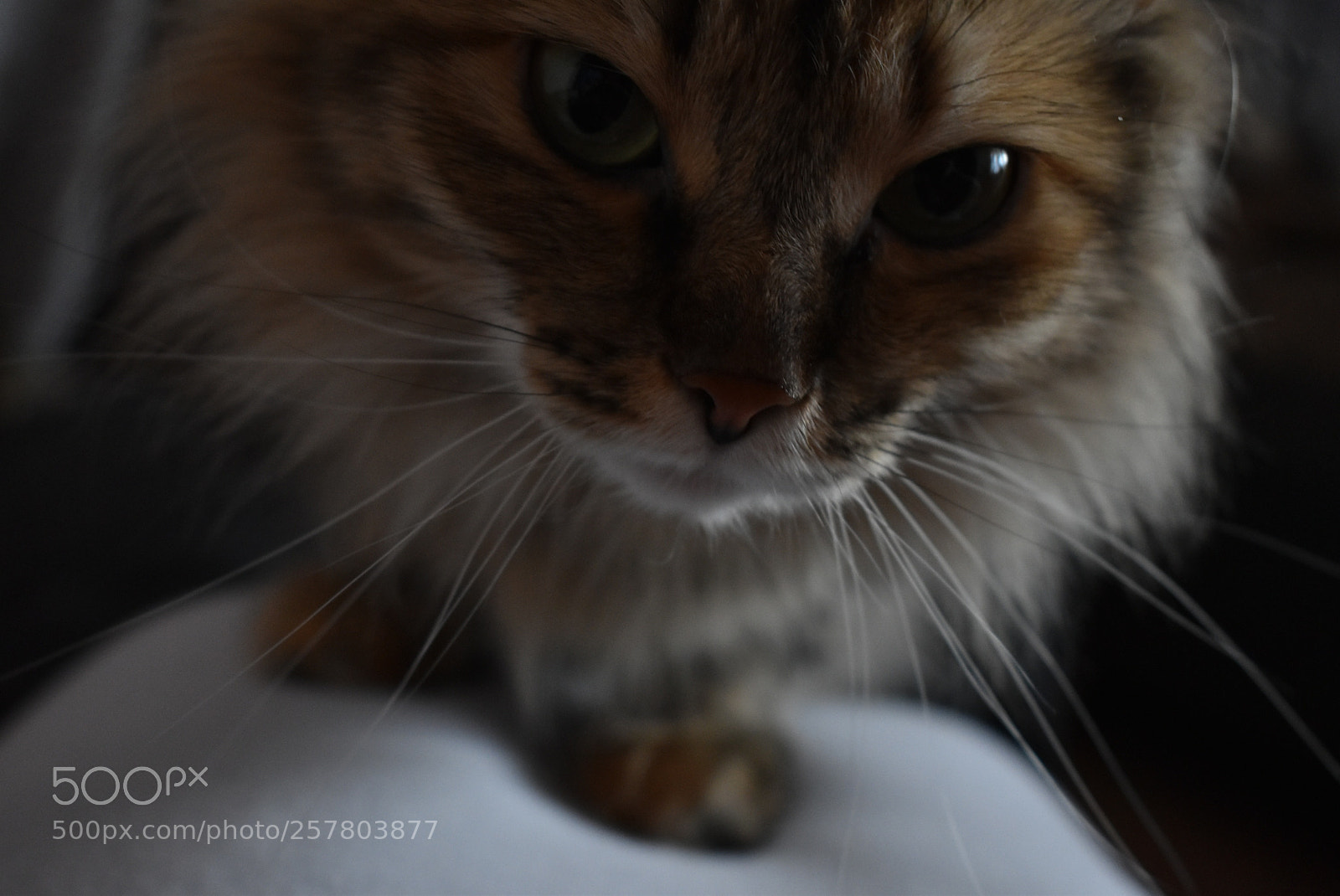Nikon D5600 sample photo. Untitled photography