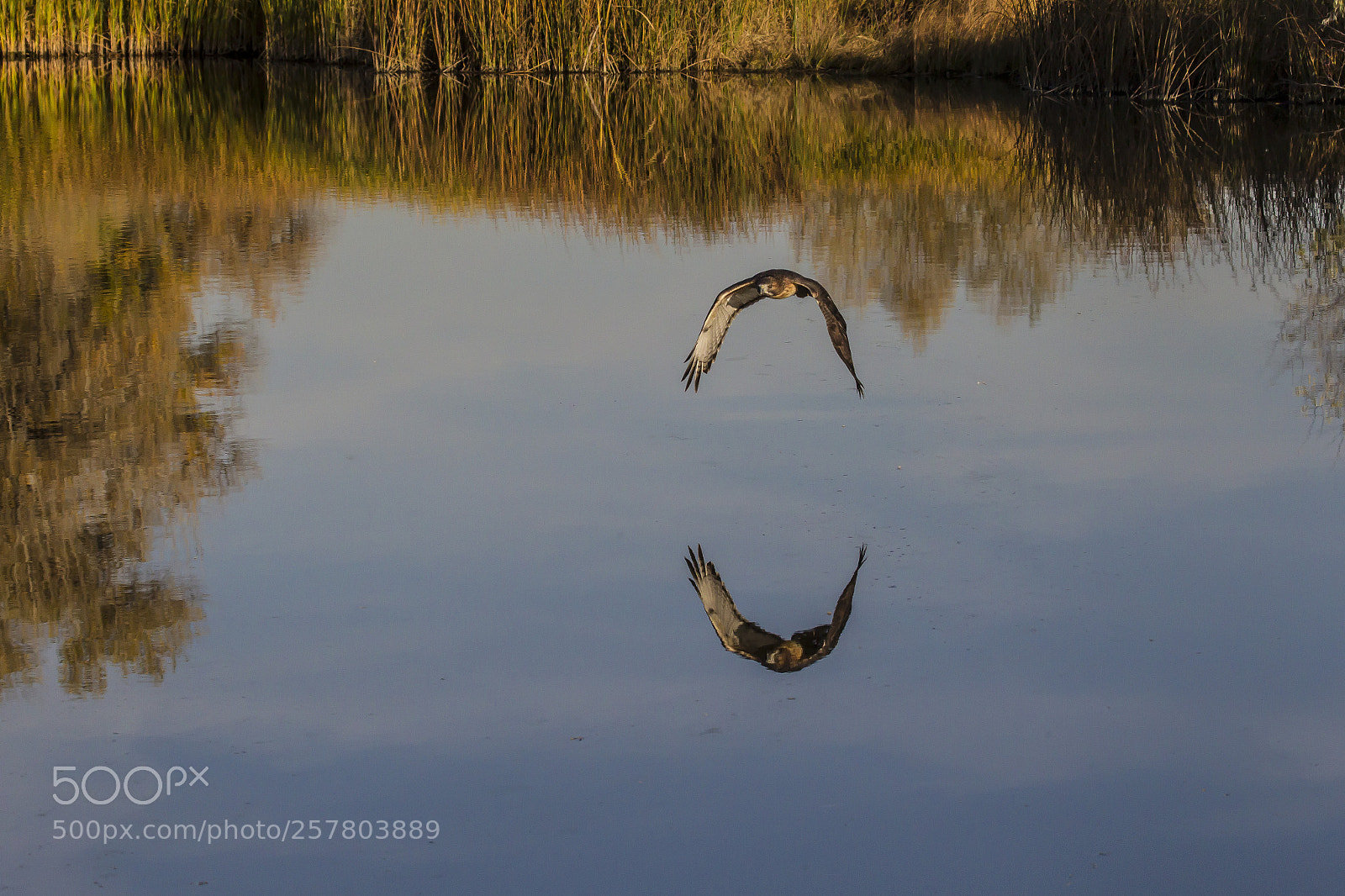Canon EOS-1D Mark IV sample photo. Raptor reflections photography