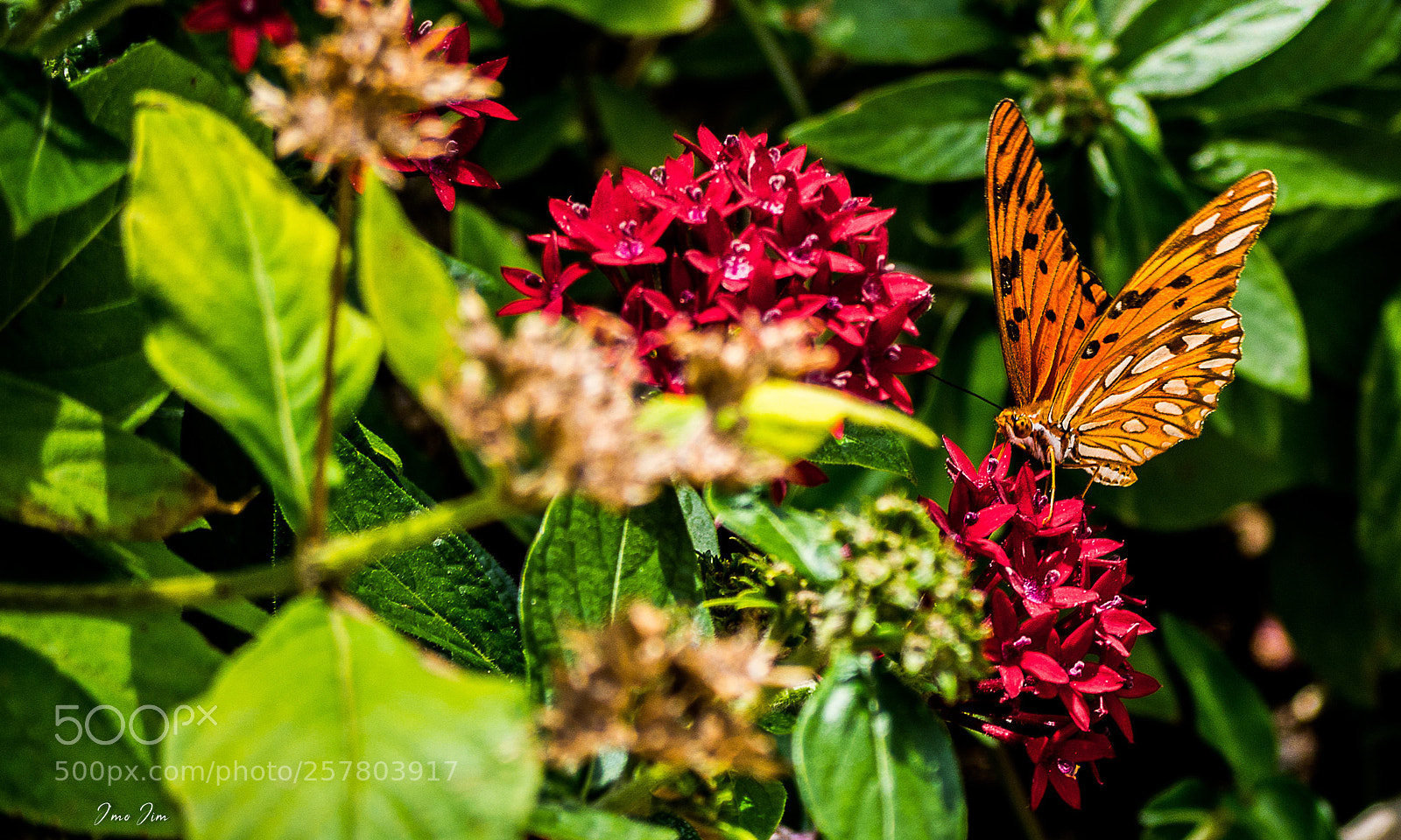 Olympus OM-D E-M10 II sample photo. Floral day photography