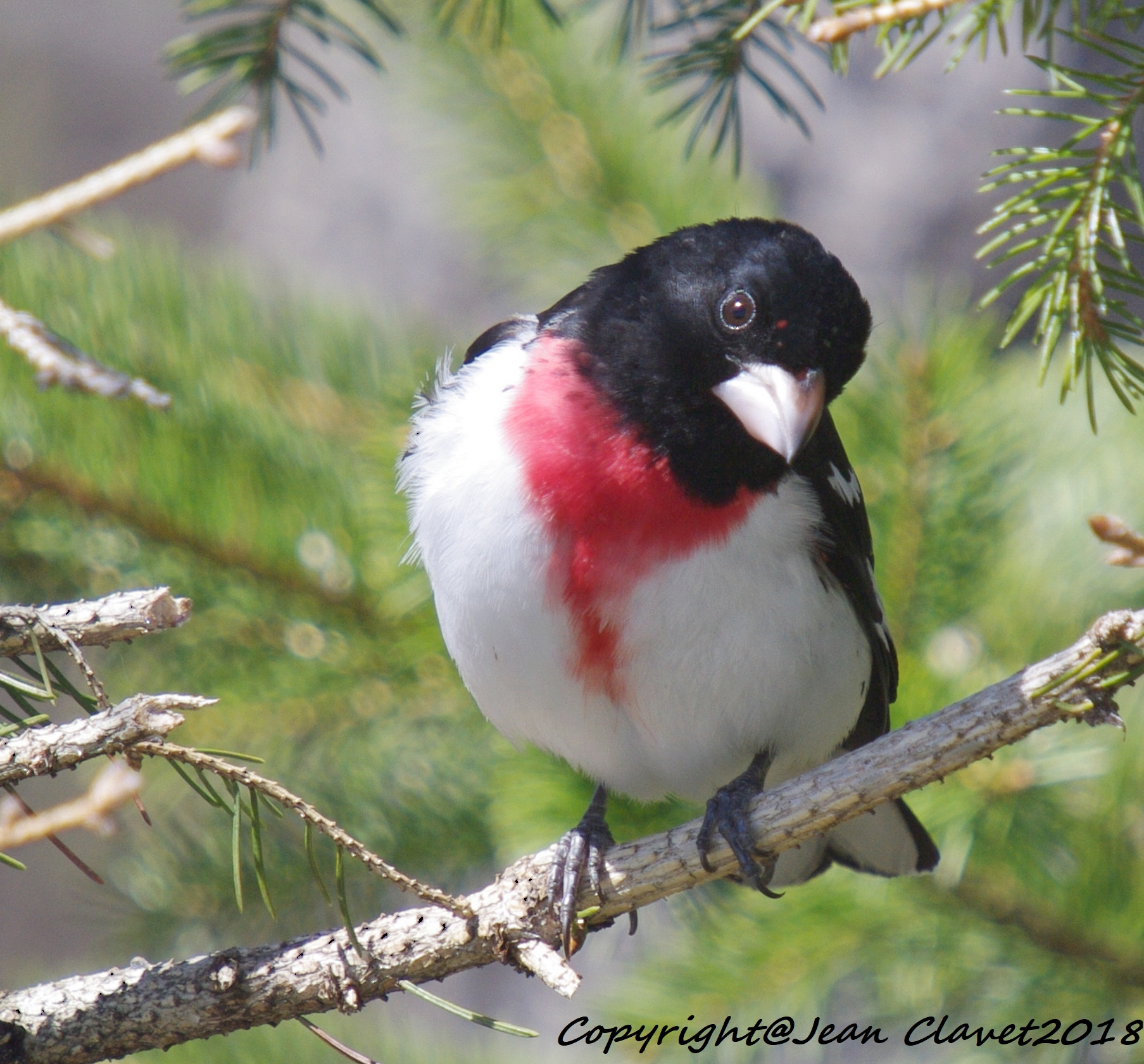 Pentax K-7 + Sigma sample photo. Cardinal à poitrine rose/  rose-breasted grosbeak photography