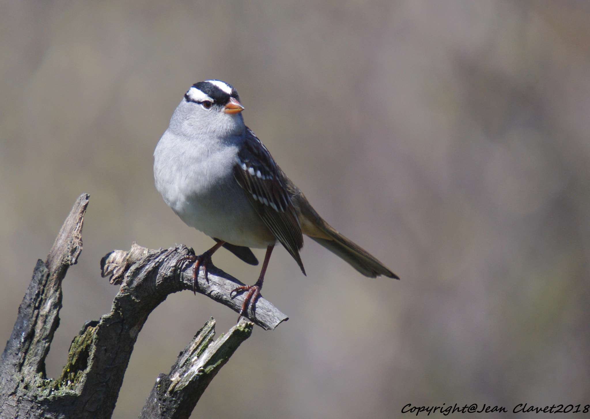 Pentax K-7 sample photo. Bruant à couronne blanche/  white-crowned sparrow photography