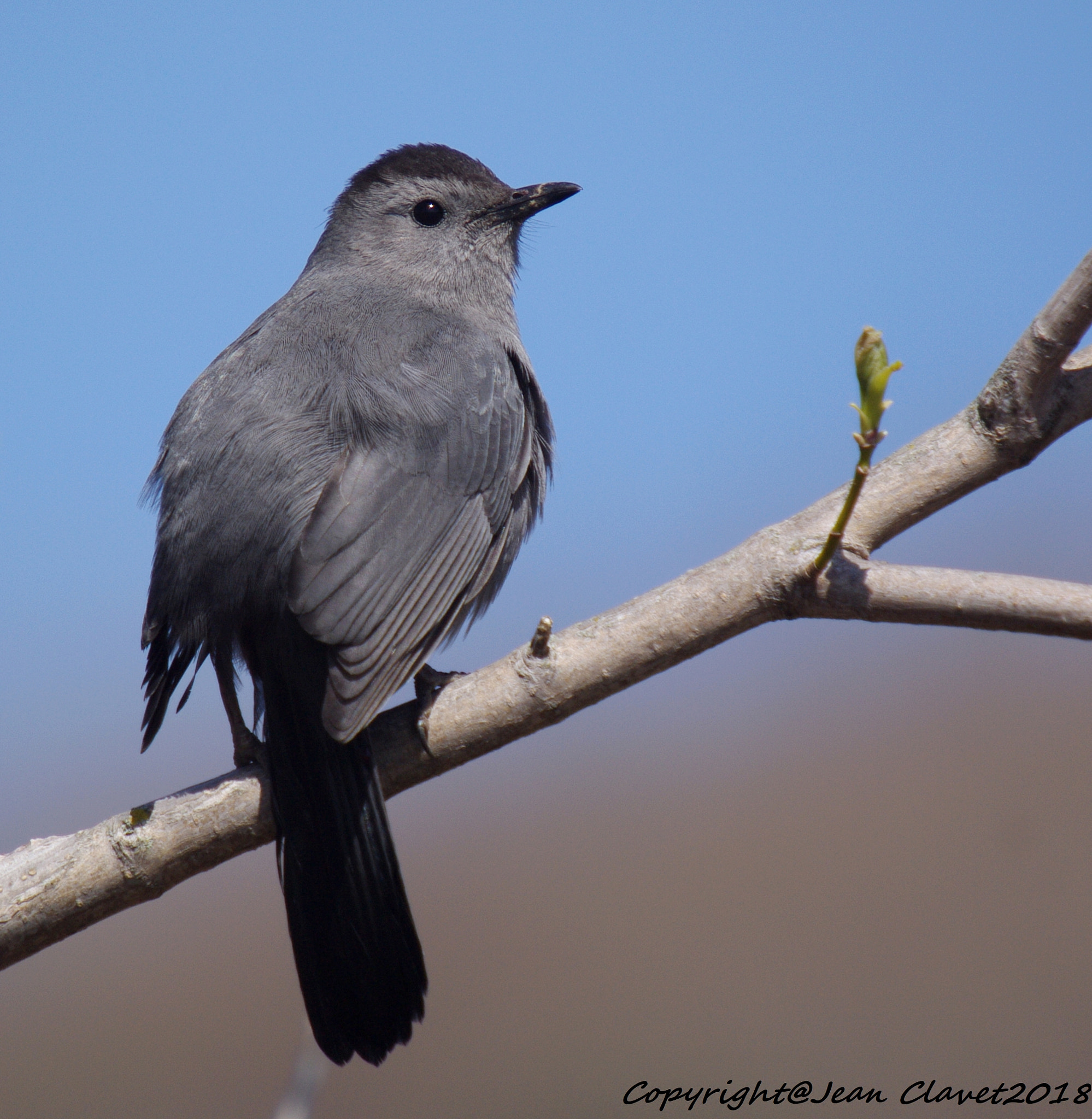 Pentax K-7 + Sigma sample photo. Moqueur chat/  gray catbird photography