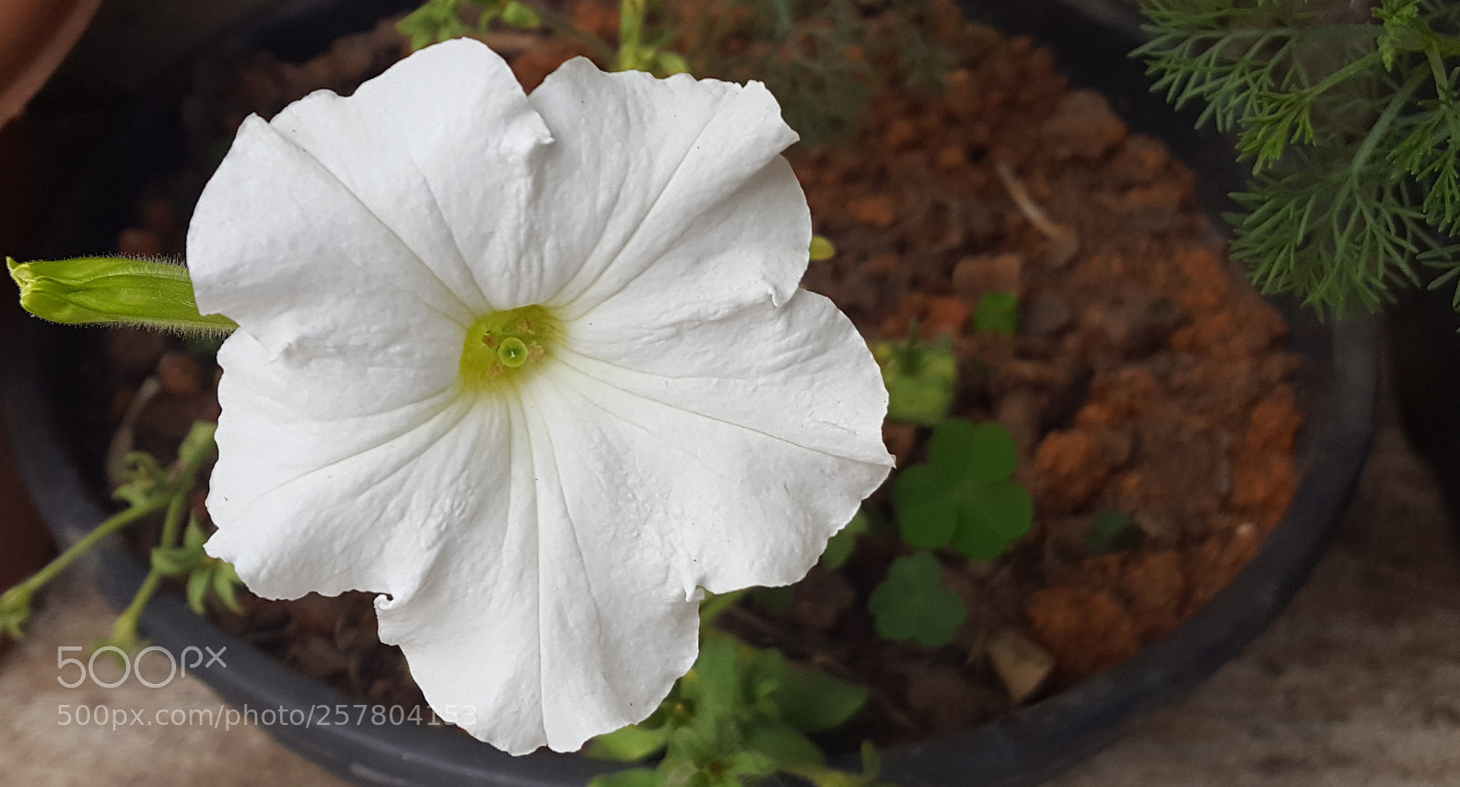 Samsung Galaxy S6 sample photo. Untitled photography