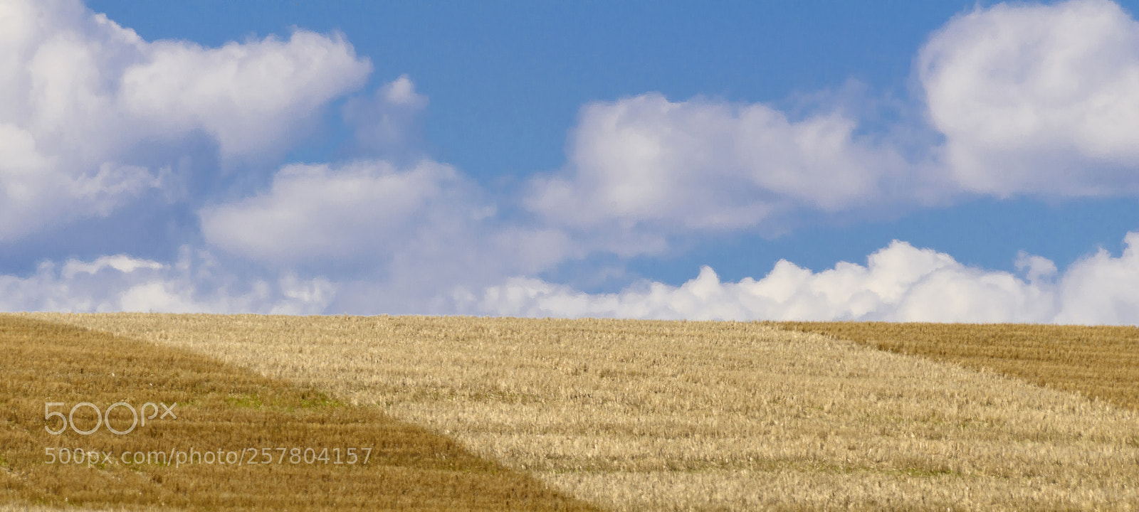 Nikon D800 sample photo. Carpet field photography