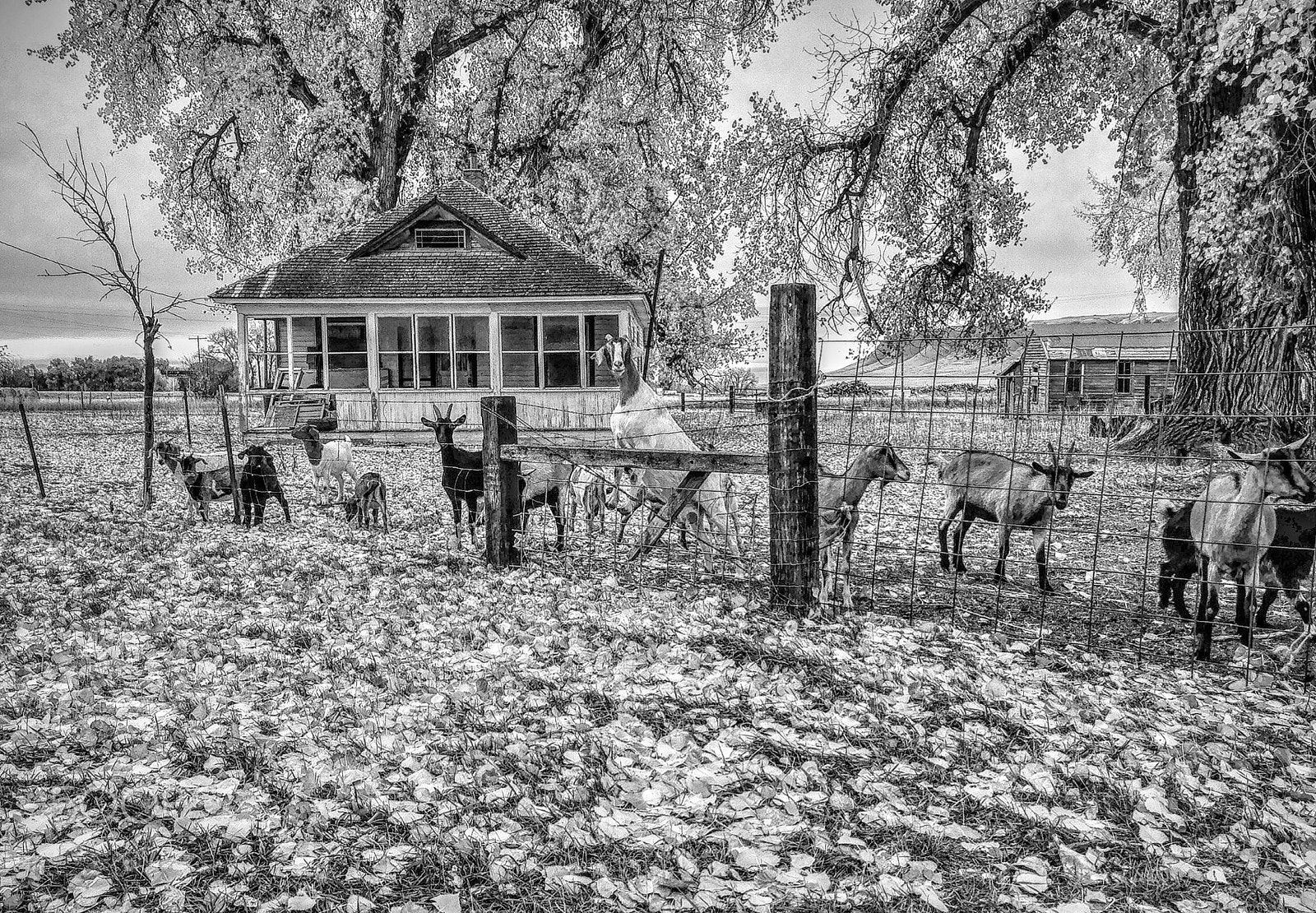 Apple iPad sample photo. Empty place with yard full of curious goats photography