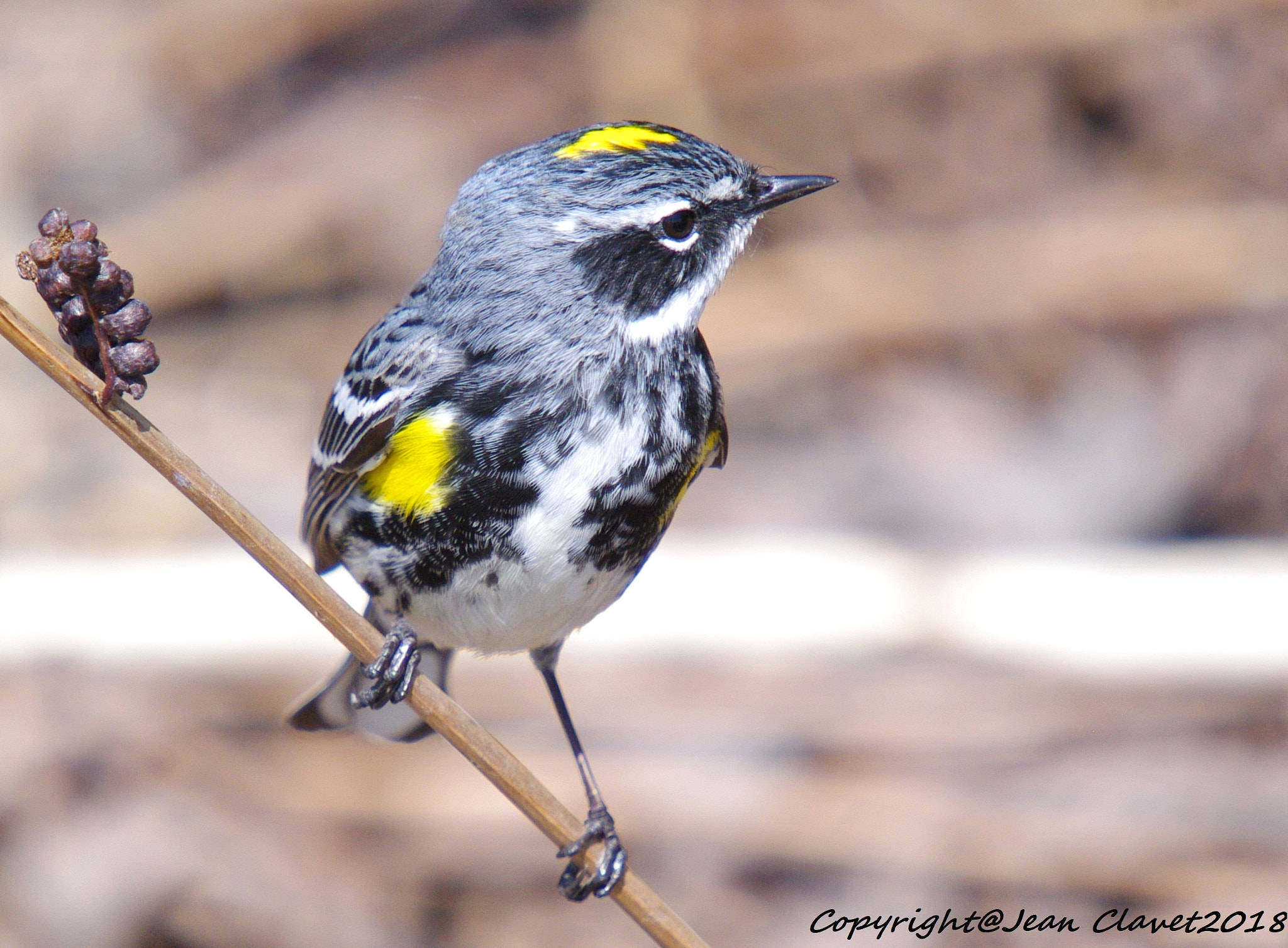 Pentax K-7 sample photo. Paruline à croupion jaune/  yellow-rumped warbler photography