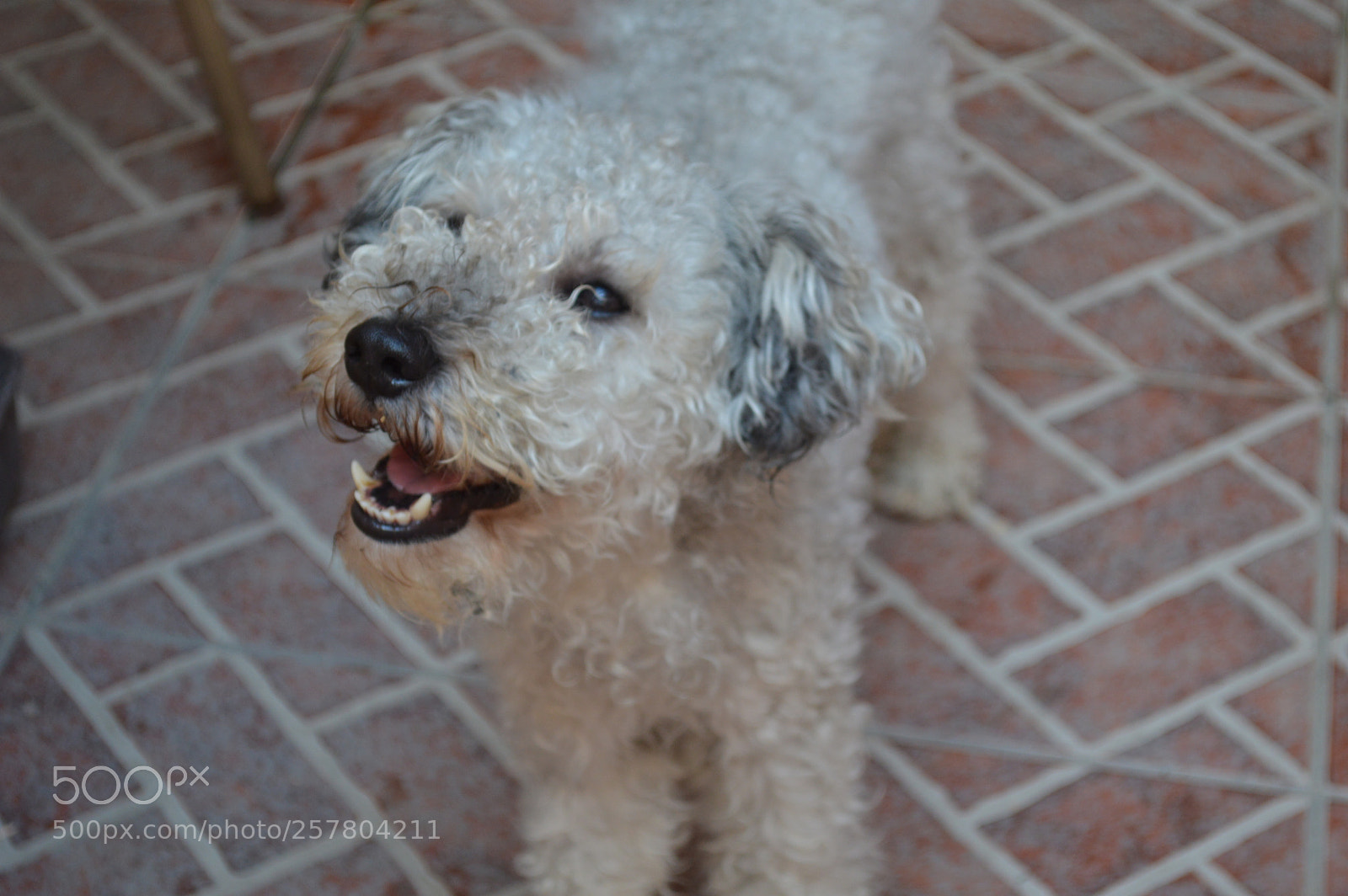 Nikon D3200 sample photo. Mi precioso babo <3 photography