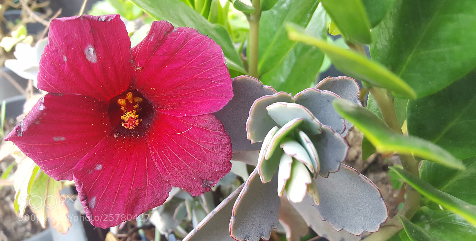 Samsung Galaxy S6 sample photo. Untitled photography