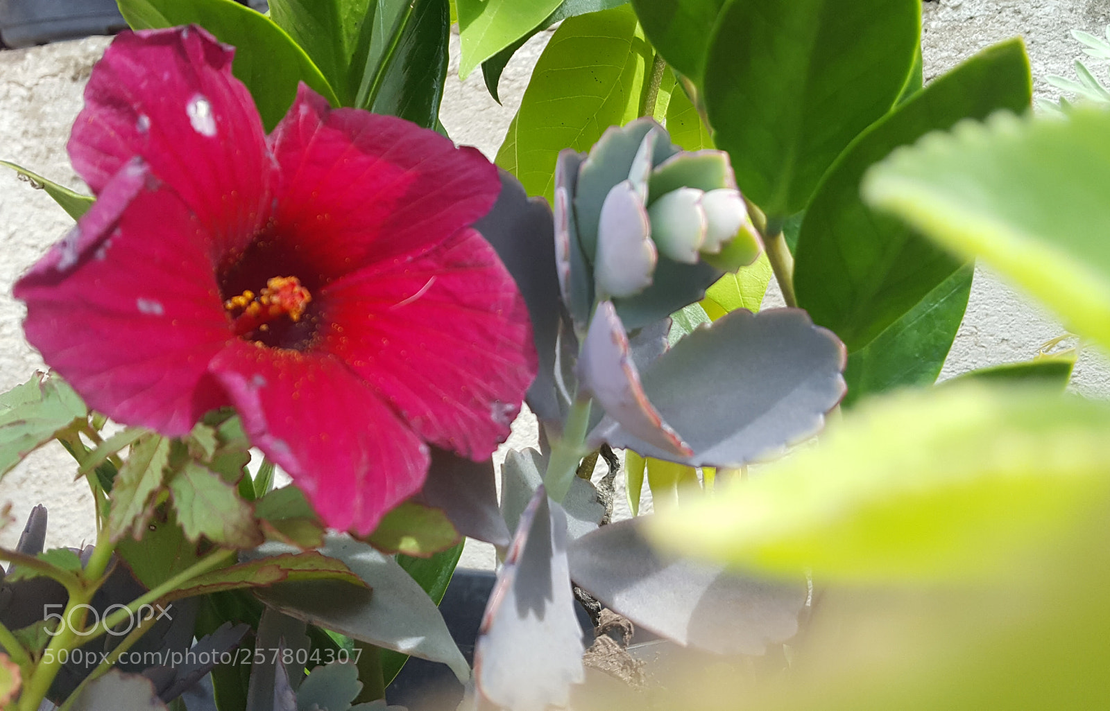 Samsung Galaxy S6 sample photo. Untitled photography