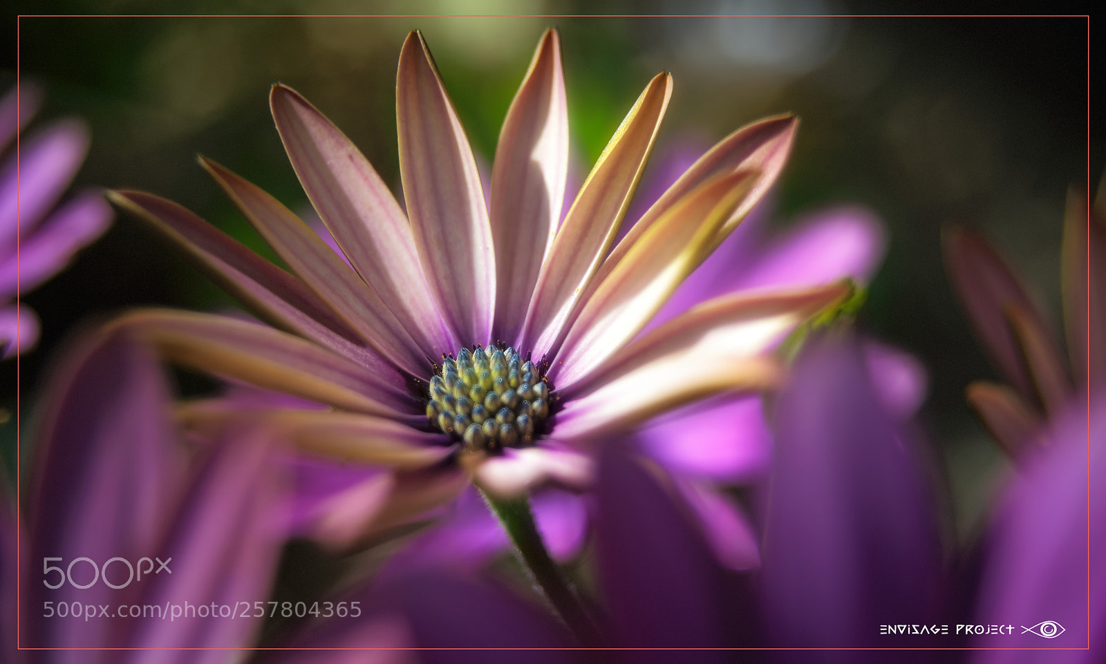 Sony a7R sample photo. Hidden photography