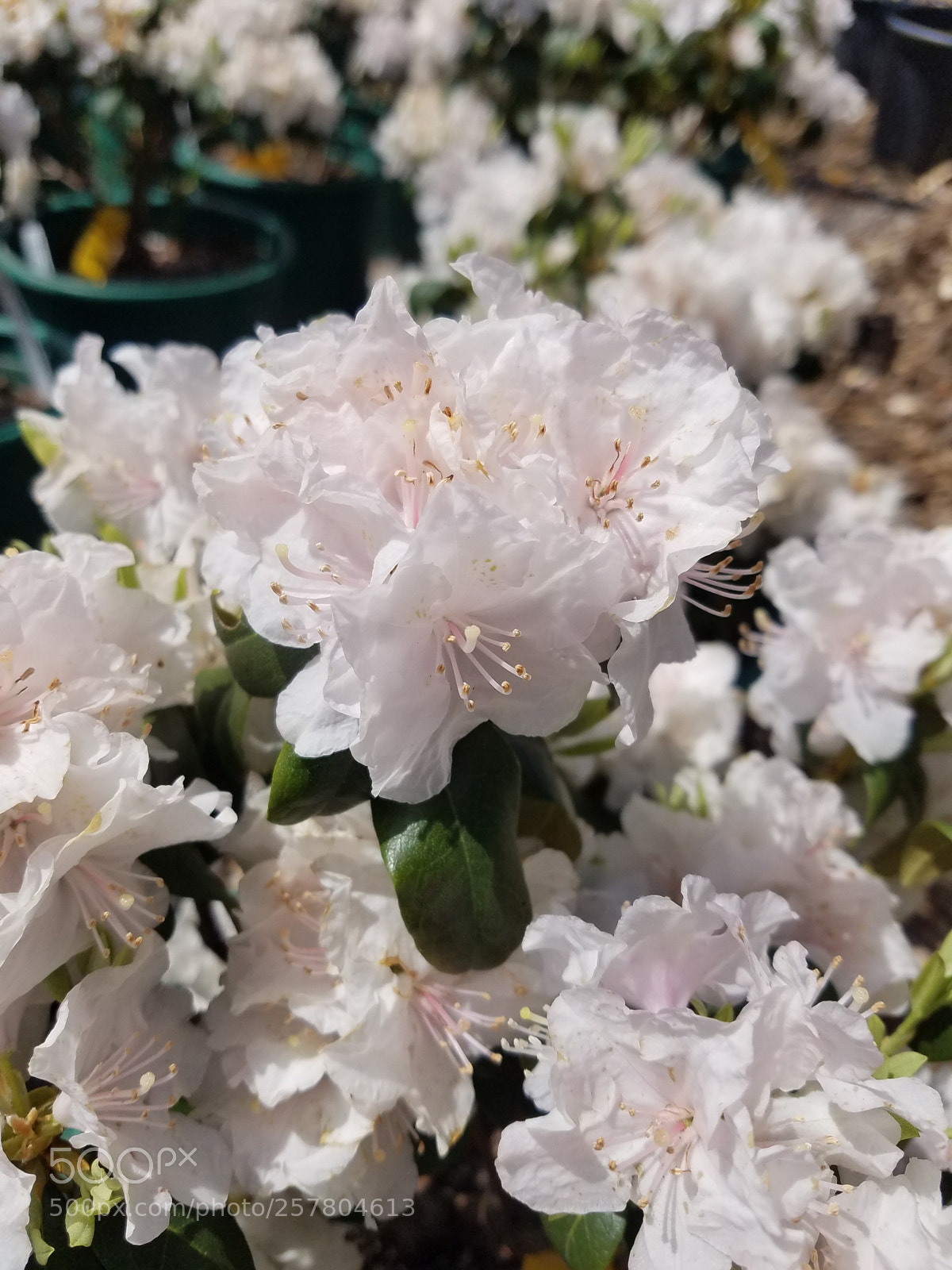 Samsung Galaxy S7 sample photo. Untitled photography