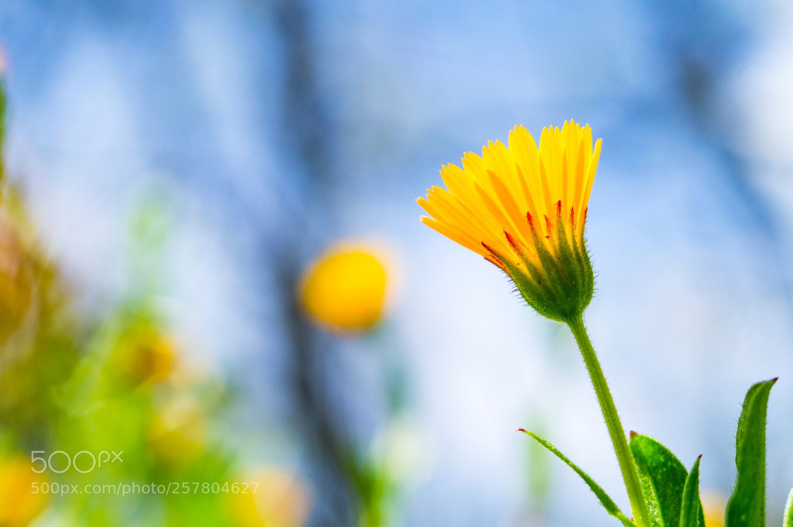 Sony Alpha a5000 (ILCE 5000) sample photo. Yellow photography