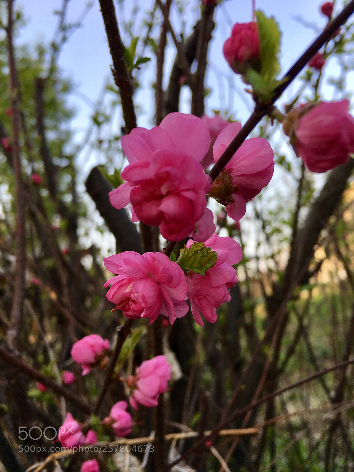 Apple iPhone 6s sample photo. Flowers, spring photography