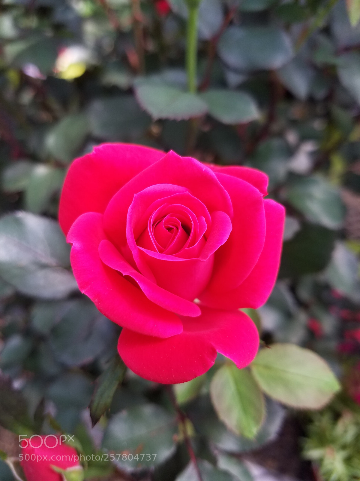 Samsung Galaxy S7 sample photo. Pink rose photography