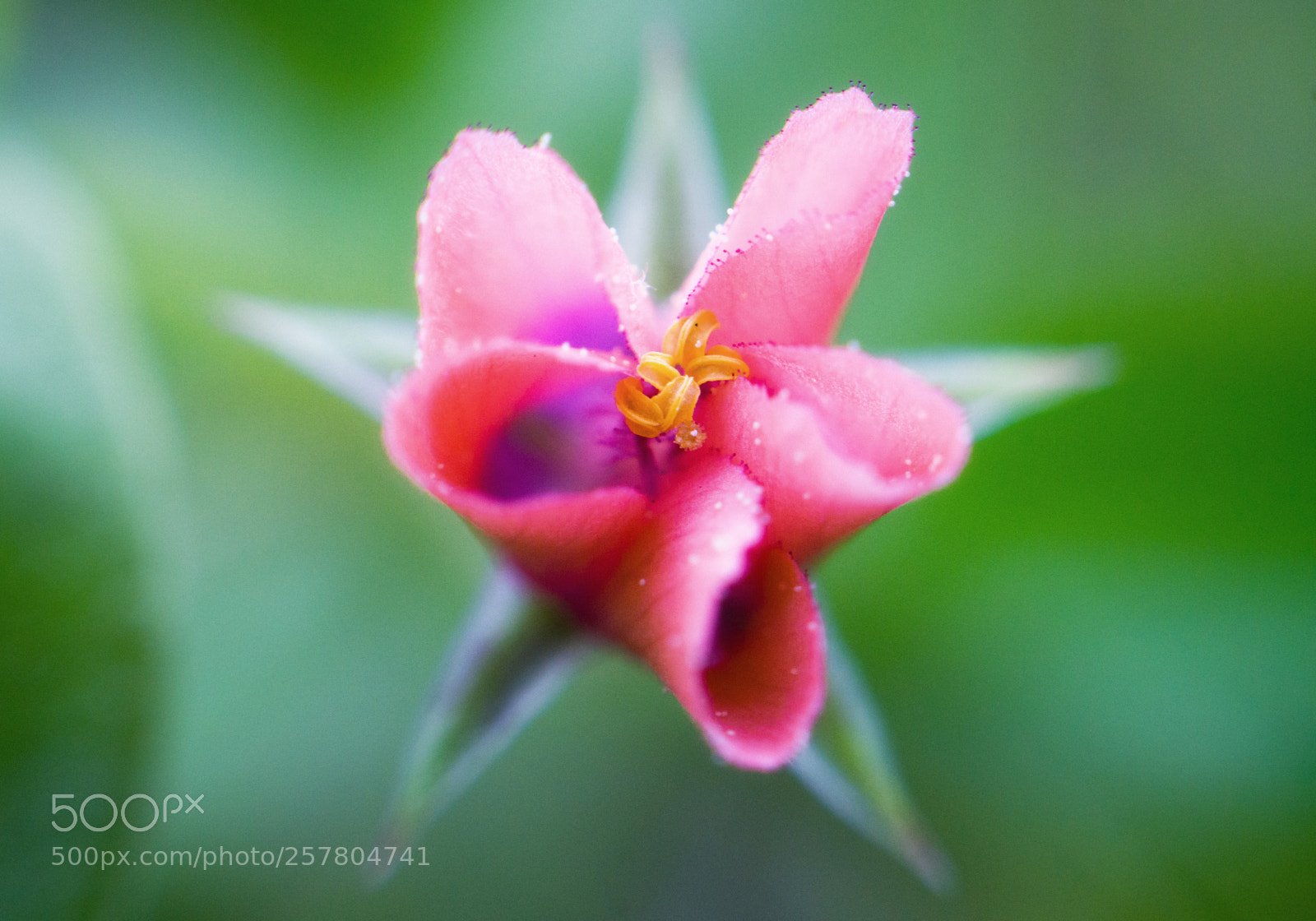 Sony Alpha a5000 (ILCE 5000) sample photo. Star flower photography
