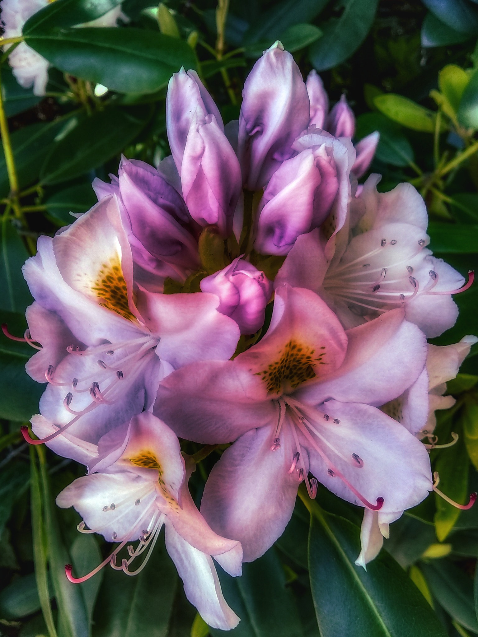 Motorola Moto E4 sample photo