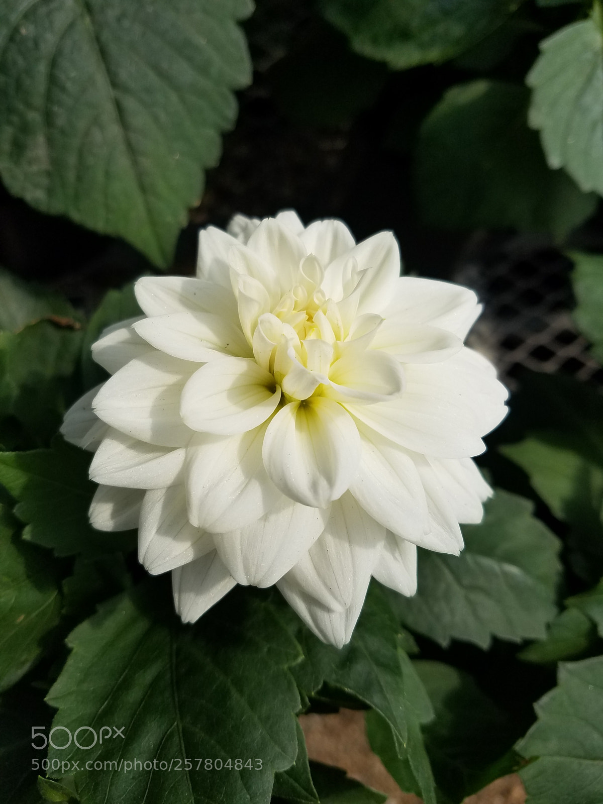 Samsung Galaxy S7 sample photo. Untitled photography