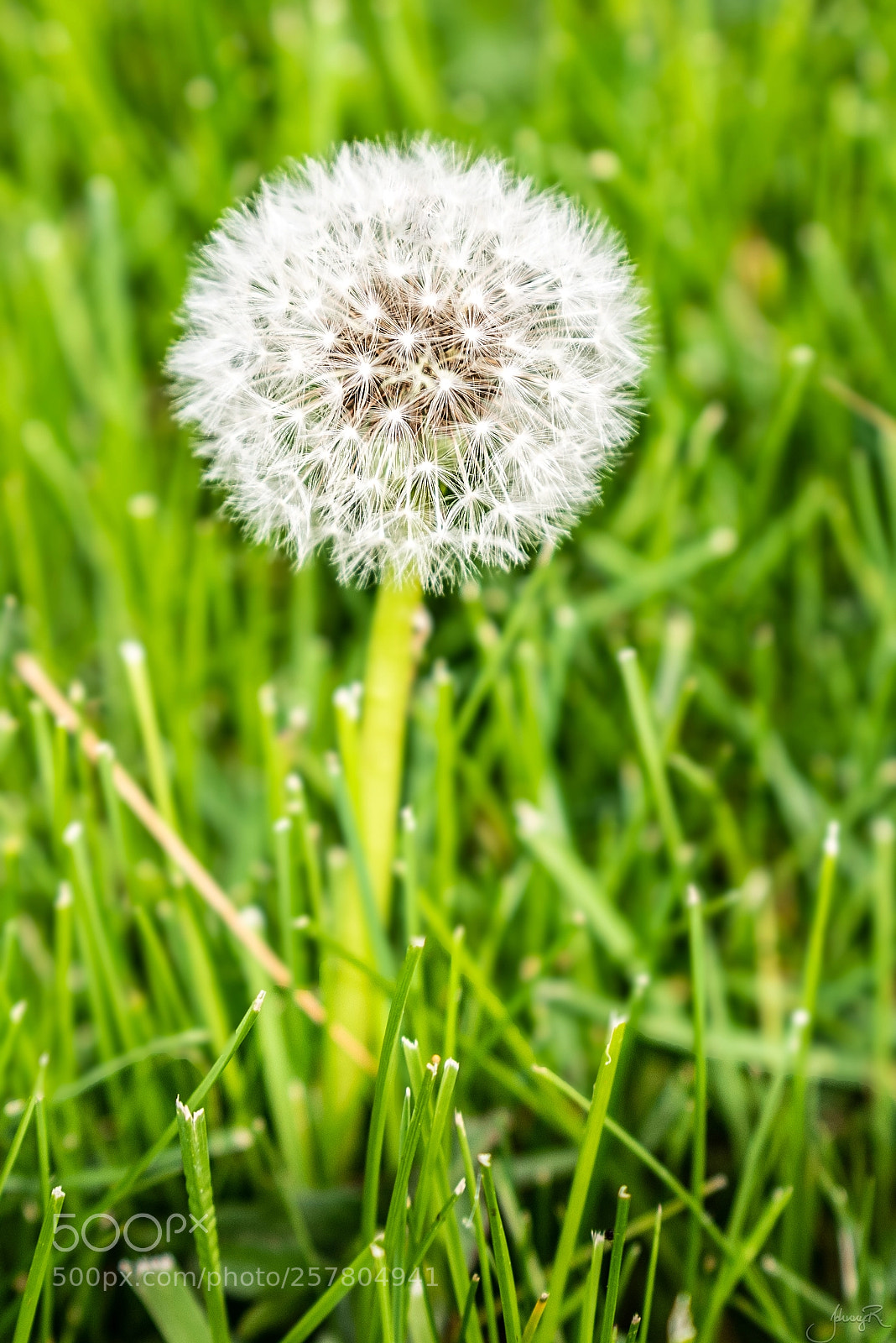 Nikon D810 sample photo. Beauty in complexity photography