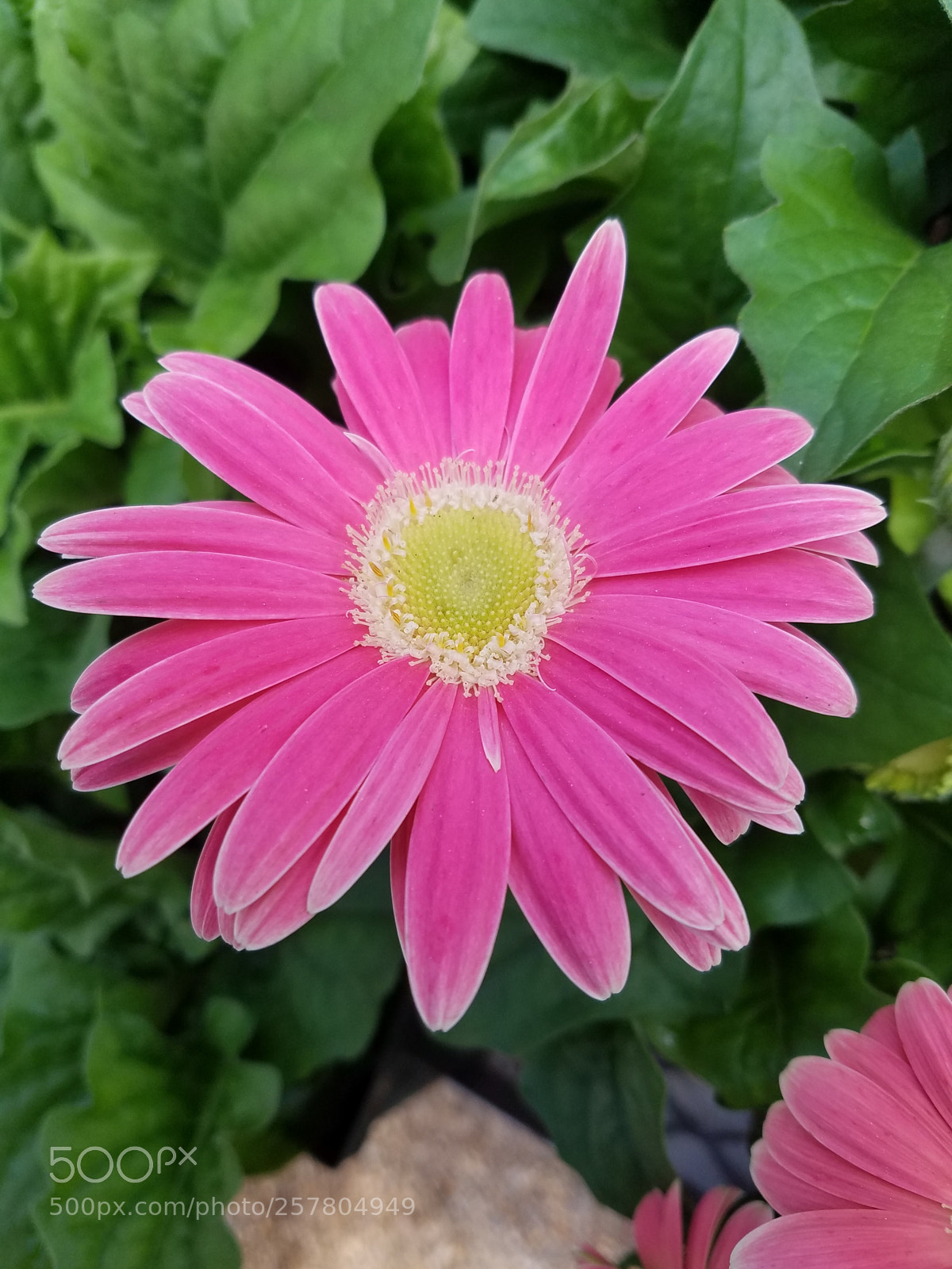 Samsung Galaxy S7 sample photo. Untitled photography