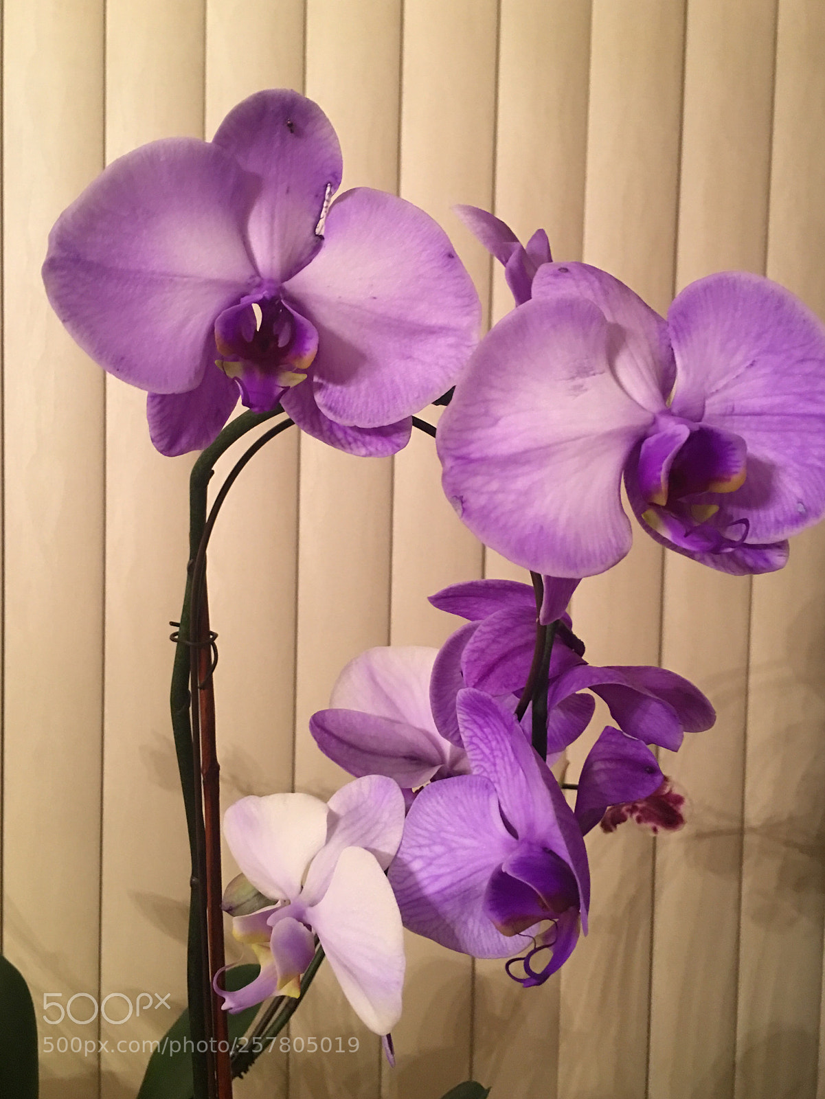 Apple iPhone 6s Plus sample photo. Purple orchid  photography