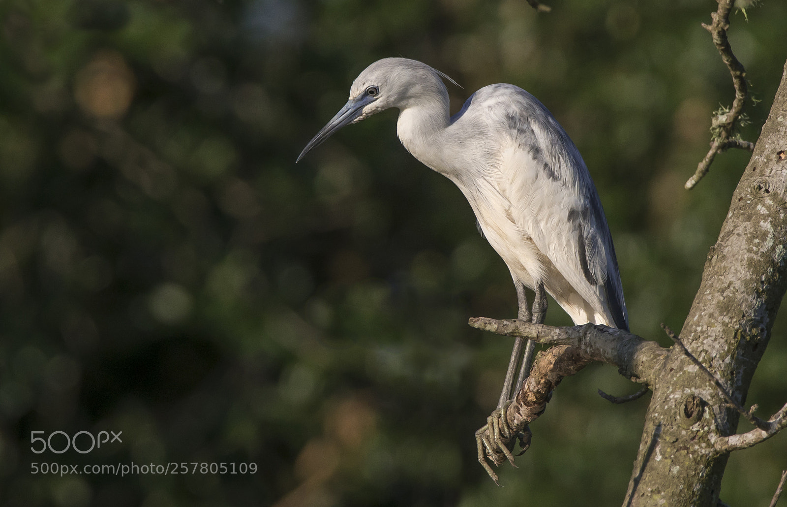 Sony a7R II sample photo. Immature little blue heron photography