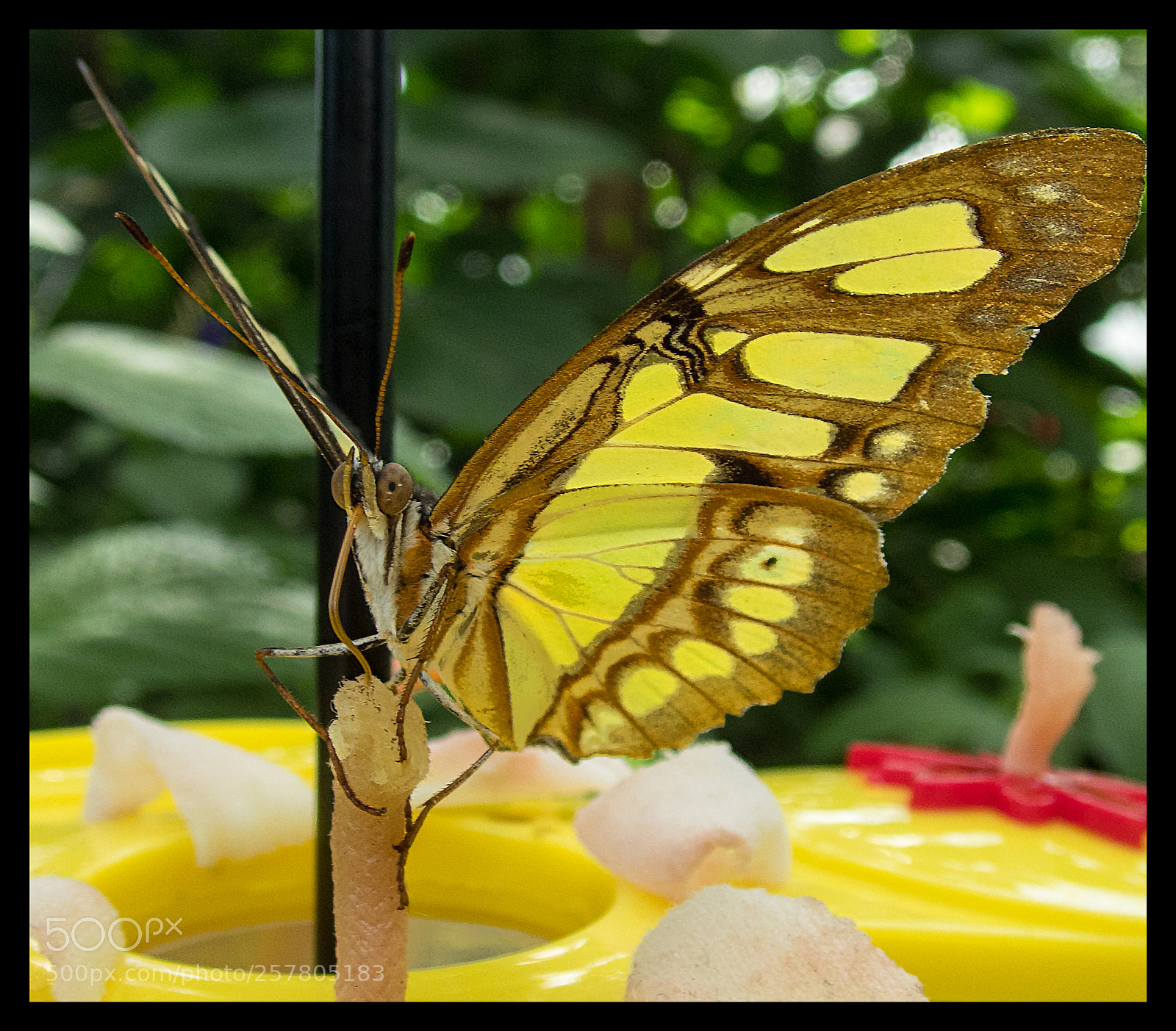 Olympus TG-5 sample photo. Clinging photography