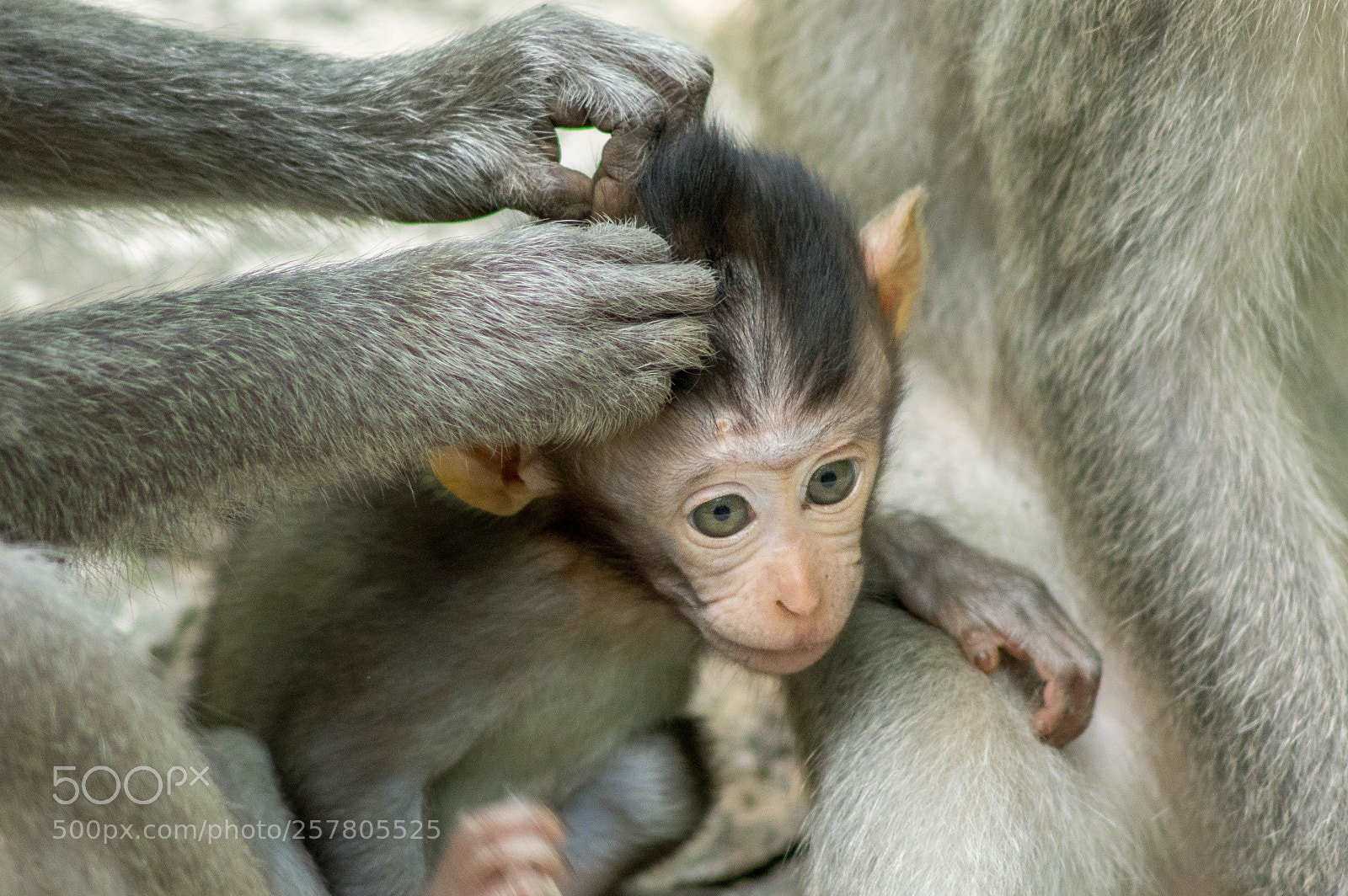 Pentax K-3 II sample photo. Monkey baby photography