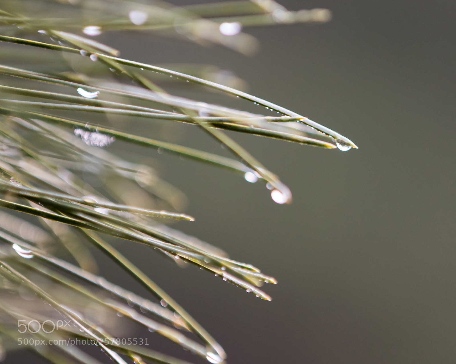 Canon EOS 80D sample photo. Dew on pine photography