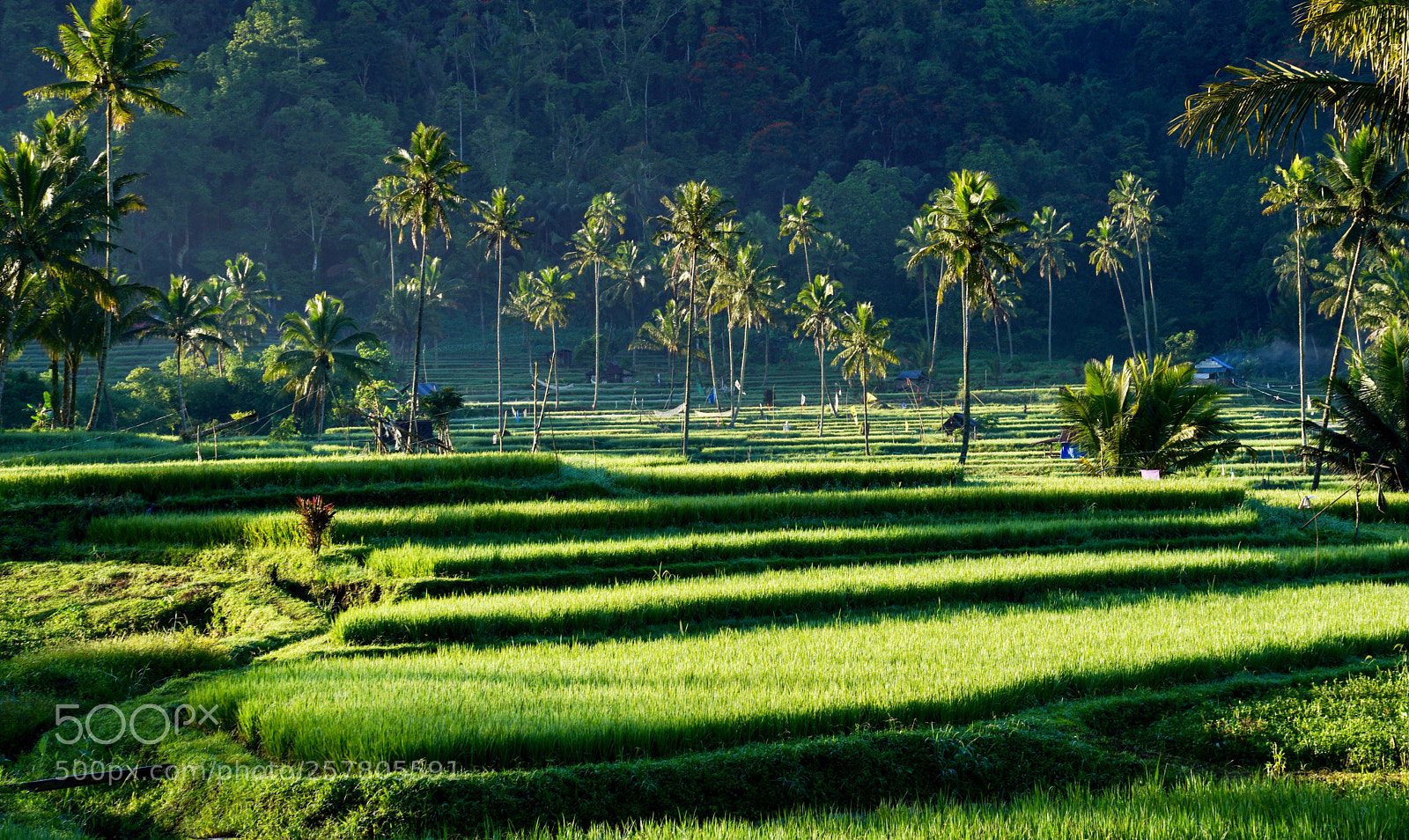 Sony a7R III sample photo. Paddy field - tomohon photography