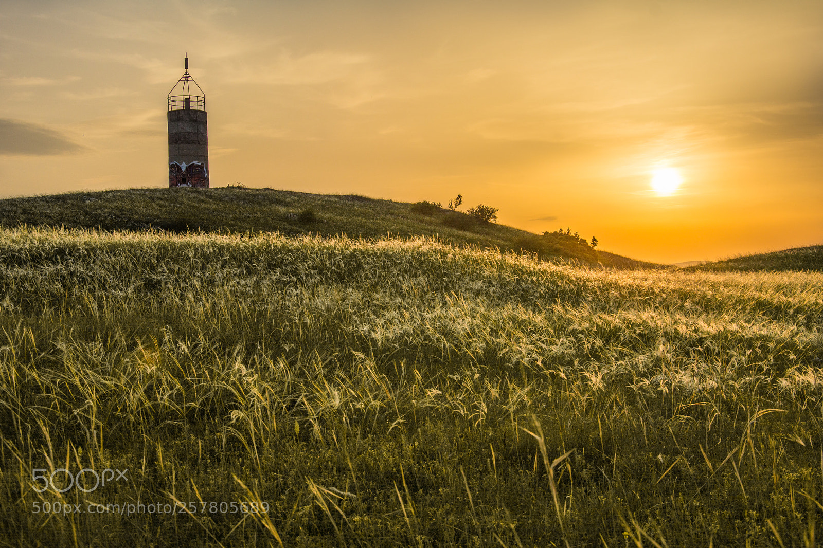 Nikon D7100 sample photo. Stipa field in sunset photography