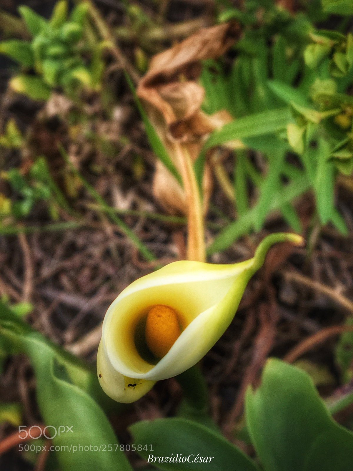 Apple iPhone 6s sample photo. Untitled photography