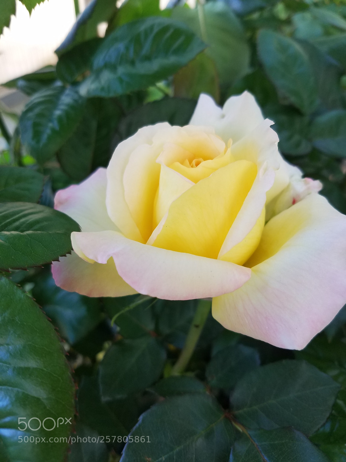 Samsung Galaxy S7 sample photo. Sunset rose photography