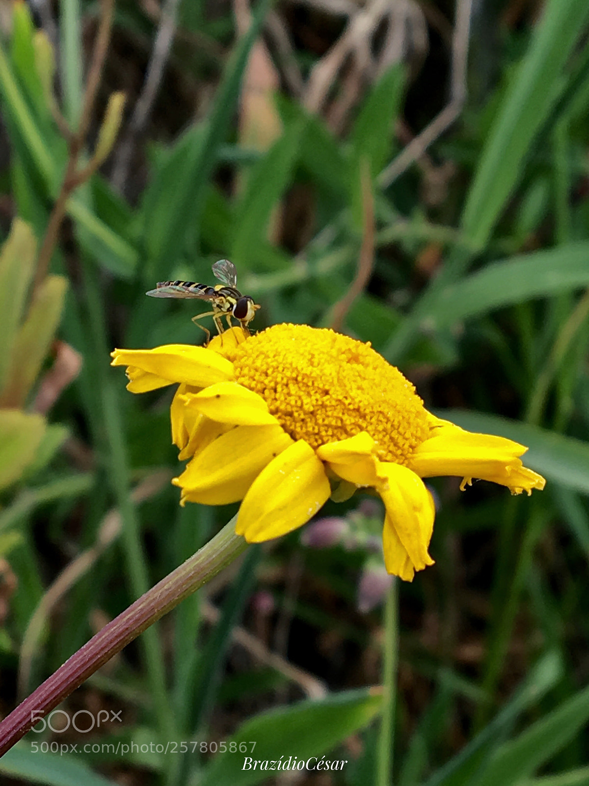 Apple iPhone 6s sample photo. Untitled photography