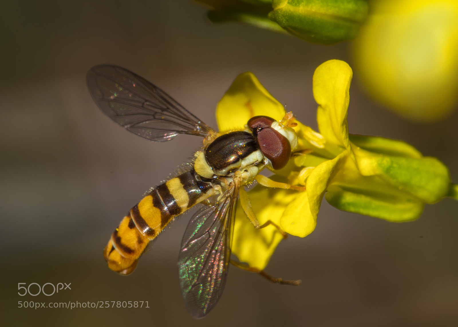 Nikon D7200 sample photo. Hoverfly on a yellow photography