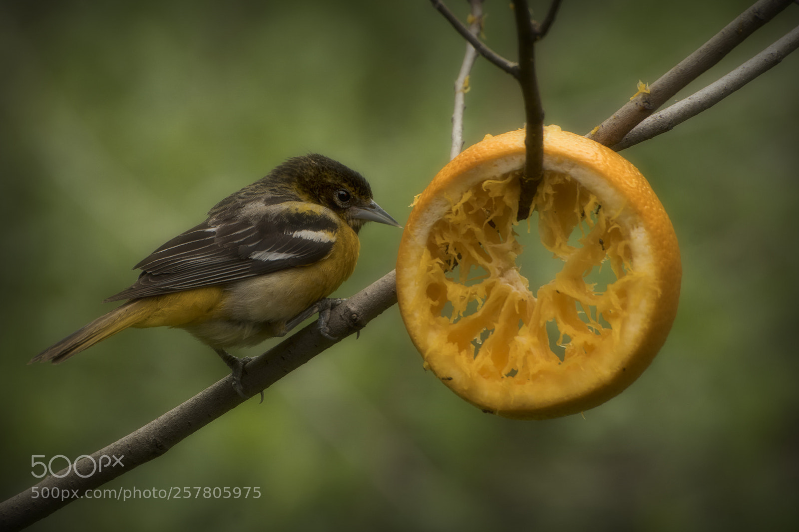 Nikon D500 sample photo. The oriole and the photography