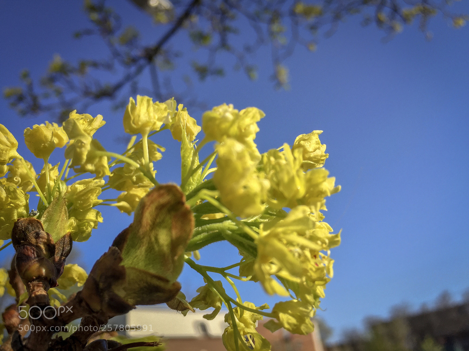 Apple iPhone 6 sample photo. Blooming ? photography