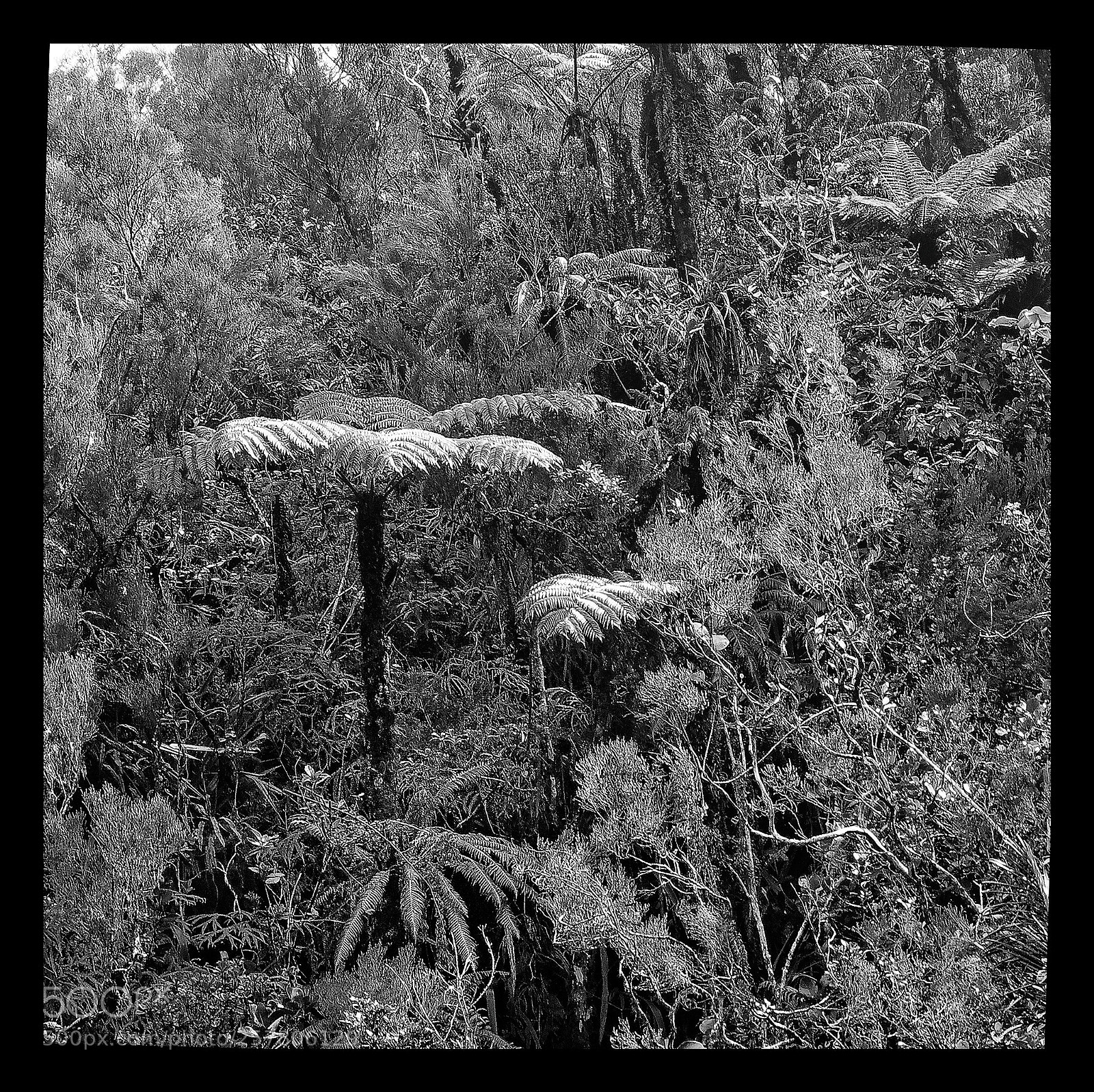 Nikon D7000 sample photo. Foret primitive d'altitude, foret photography