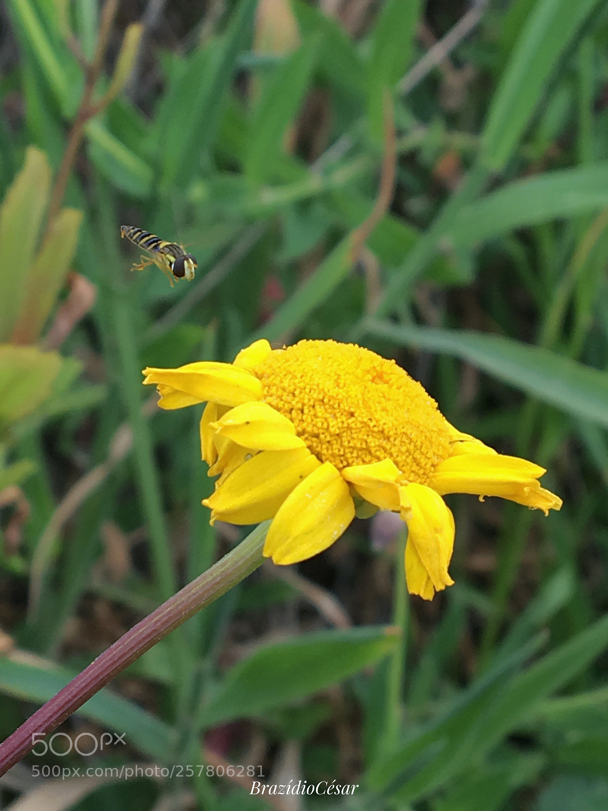 Apple iPhone 6s sample photo. Untitled photography