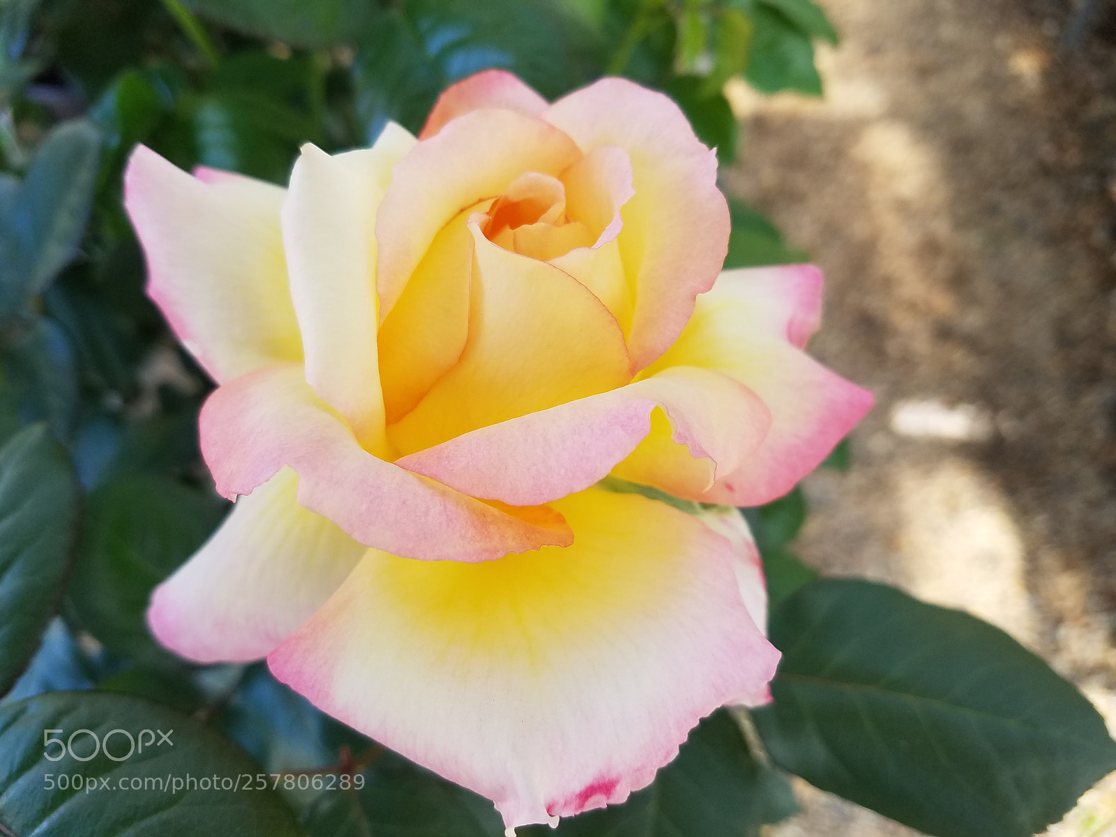 Samsung Galaxy S7 sample photo. Sunset rose photography