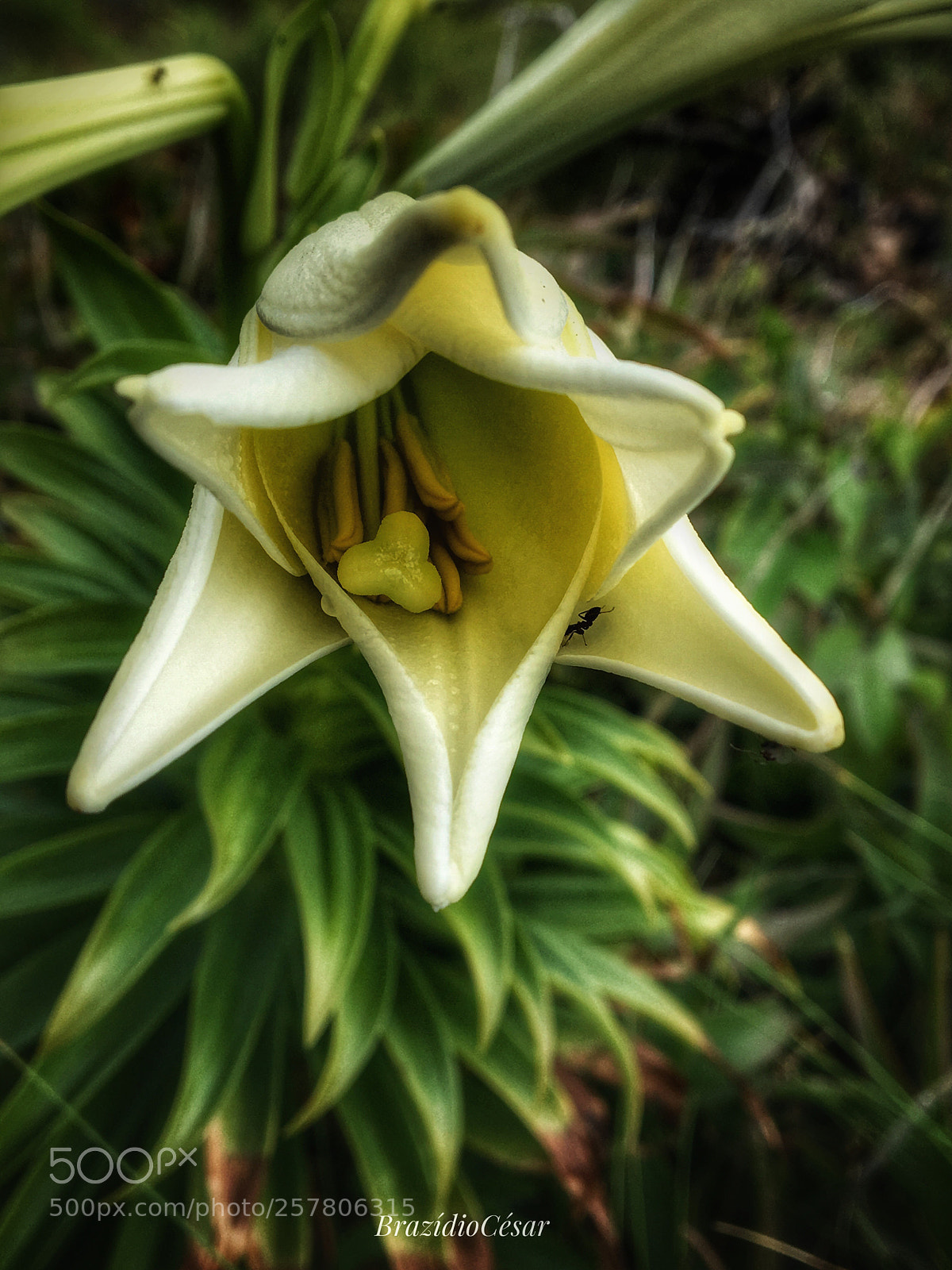 Apple iPhone 6s sample photo. Untitled photography