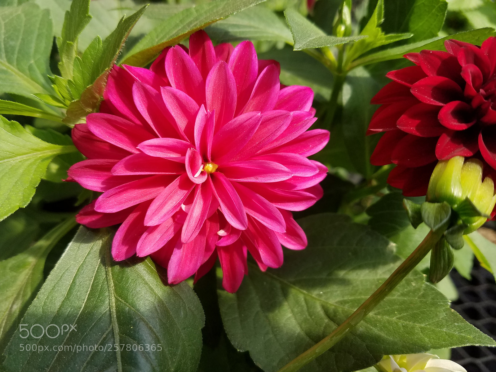 Samsung Galaxy S7 sample photo. Untitled photography