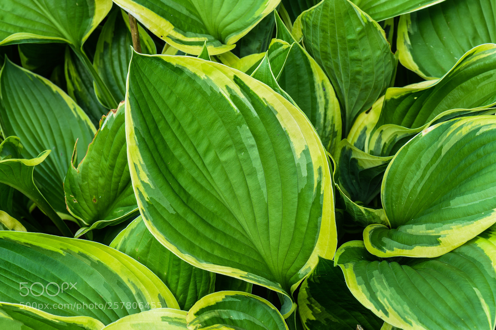 Nikon D5300 sample photo. Picture of the day photography