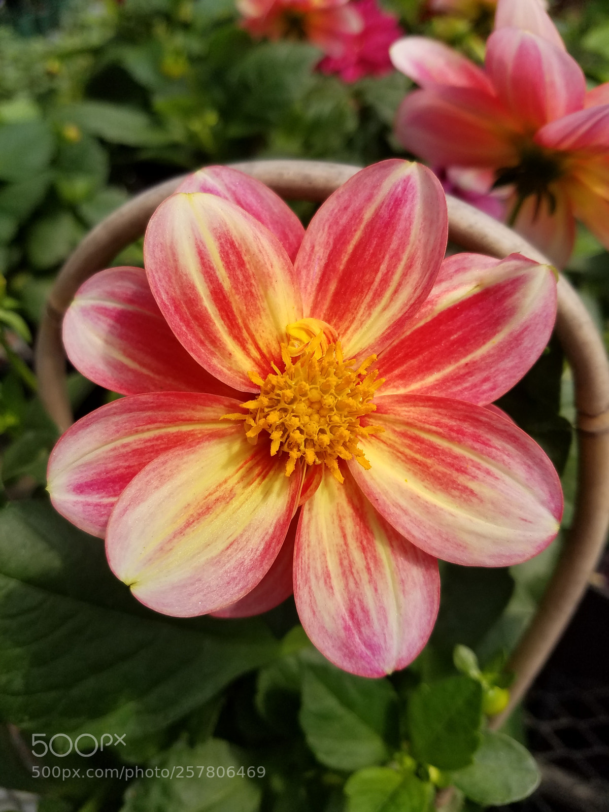 Samsung Galaxy S7 sample photo. Untitled photography