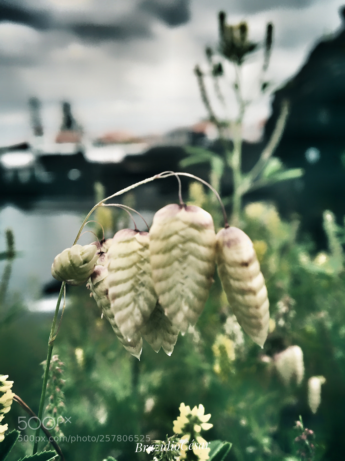 Apple iPhone 6s sample photo. Untitled photography