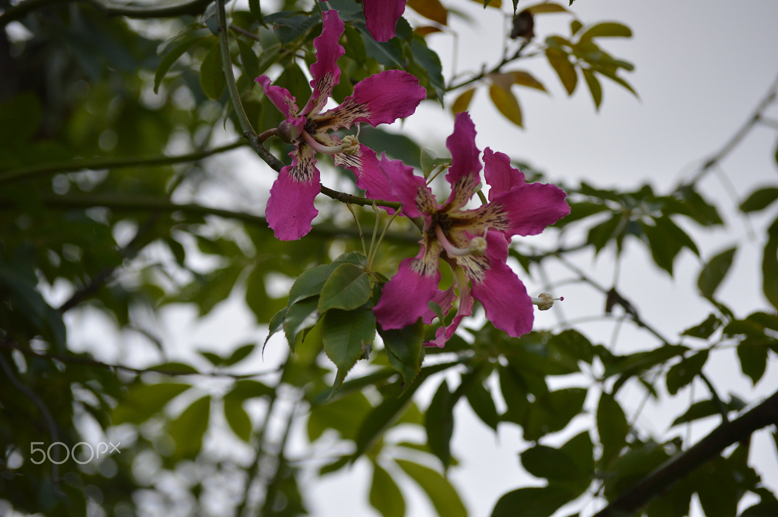 Nikon D3200 sample photo. Un día en la tarde photography