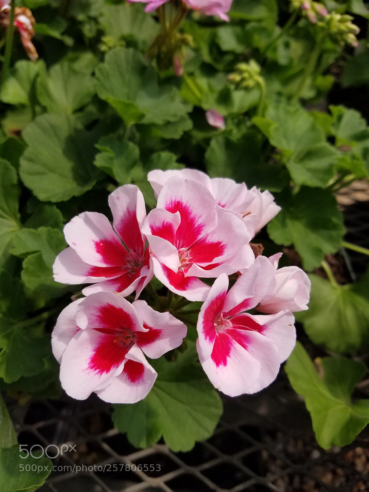 Samsung Galaxy S7 sample photo. Untitled photography