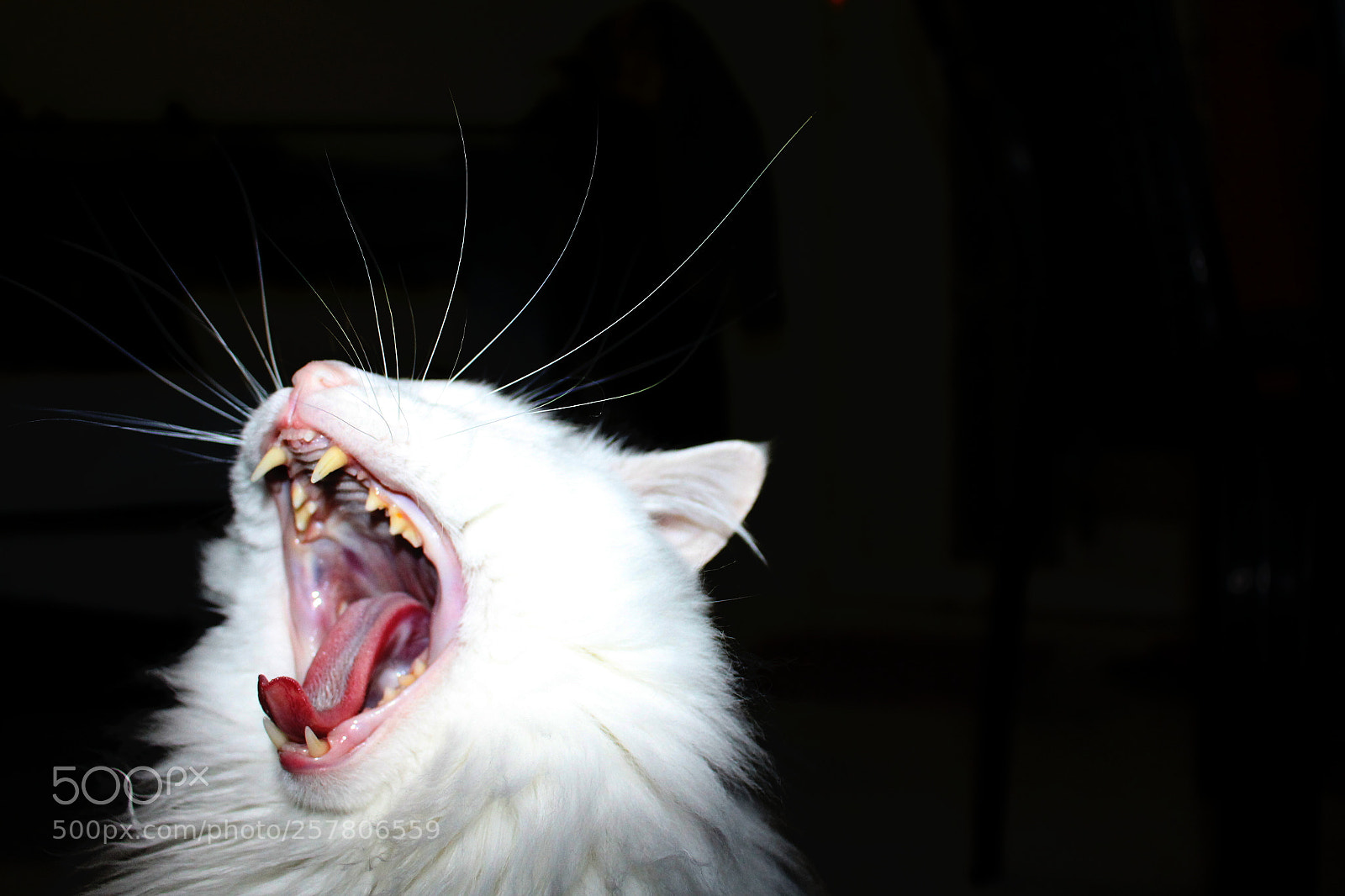 Canon EOS 700D (EOS Rebel T5i / EOS Kiss X7i) sample photo. Smelly cat photography