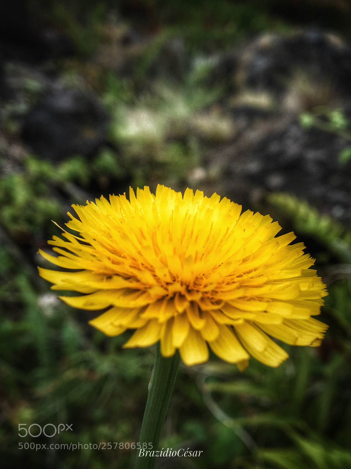 Apple iPhone 6s sample photo. Untitled photography