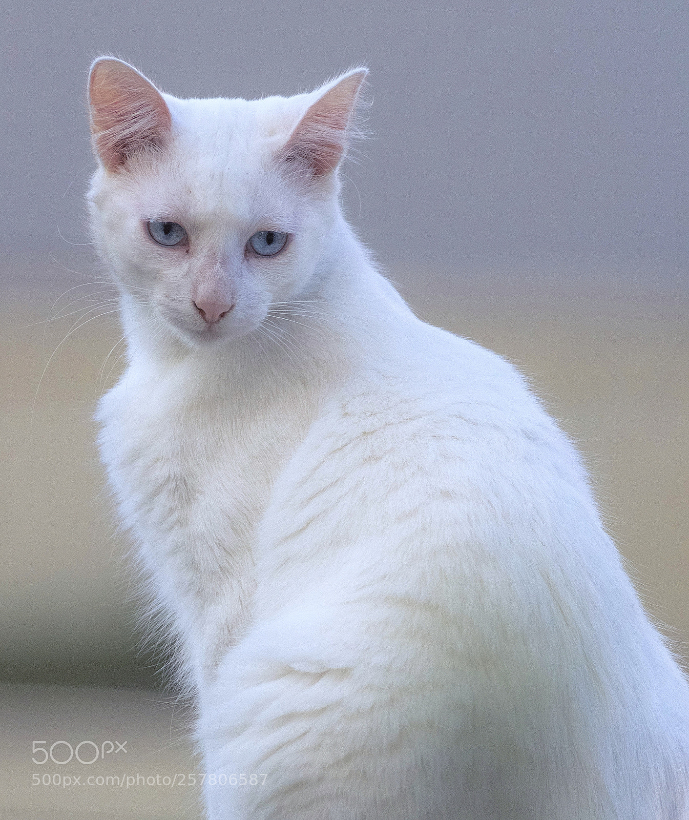 Canon EOS 1300D (EOS Rebel T6 / EOS Kiss X80) sample photo. Gato branco photography